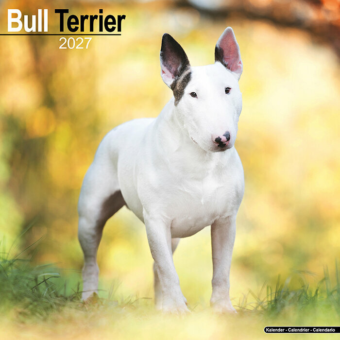Calendrier 2027 Bull Terrier Calendrier Mural 2027 Bull terrier