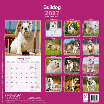 Calendrier 2027 Bulldog Anglais