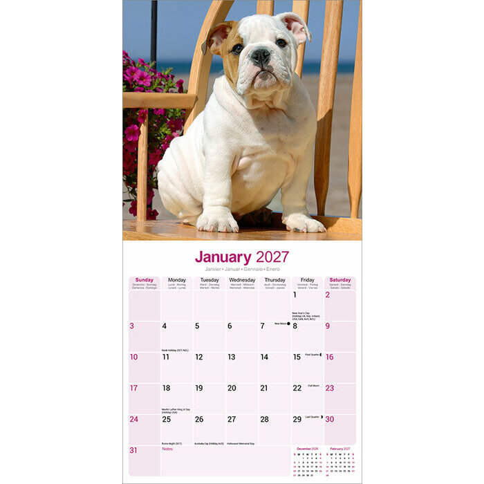 Calendrier papier 2027 Bulldog Anglais