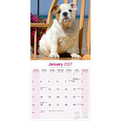 Calendrier papier 2027 Bulldog Anglais