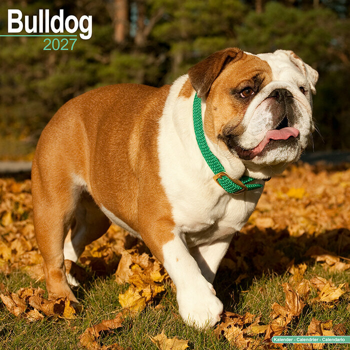 Calendrier Mural 2027 Bulldog Anglais