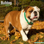Calendrier Mural 2027 Bulldog Anglais