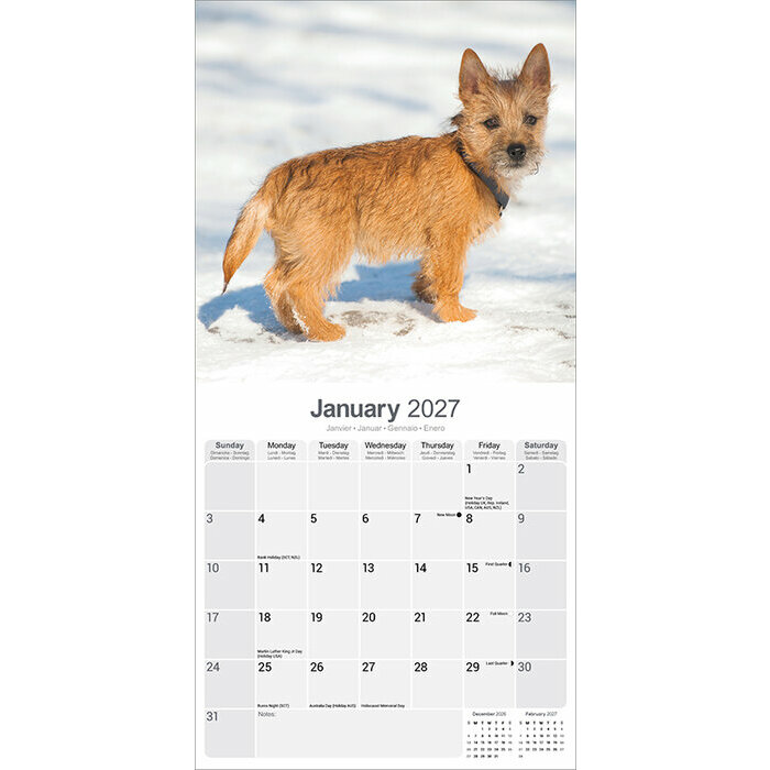 Calendrier 2027 Cairn Terrier Calendrier papier 2027 Cairn Terrier