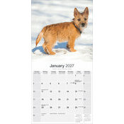 Calendrier 2027 Cairn Terrier Calendrier papier 2027 Cairn Terrier