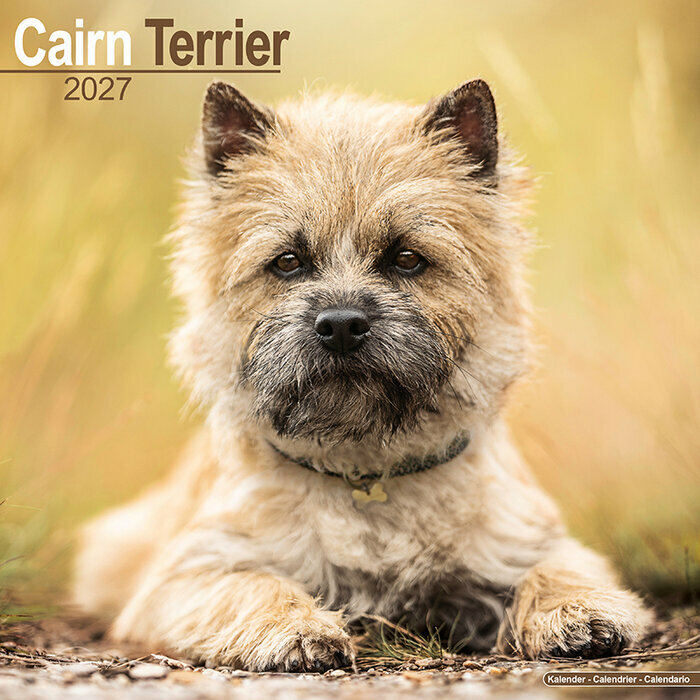 Calendrier 2027 Cairn Terrier Calendrier Mural 2027 Cairn Terrier
