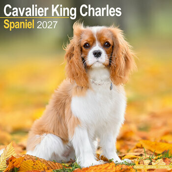 Calendrier 2027 Cavalier King Charles