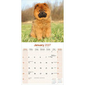 Calendrier 2027 Chow chow