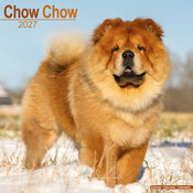 Calendrier Mural 2027 Chow chow