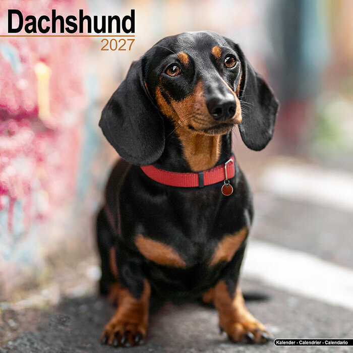 Calendrier 2027 Teckel Calendrier Mural 2027 Teckel