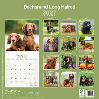 Calendrier Mural 2027 Teckel Poil Lisse Poil Long