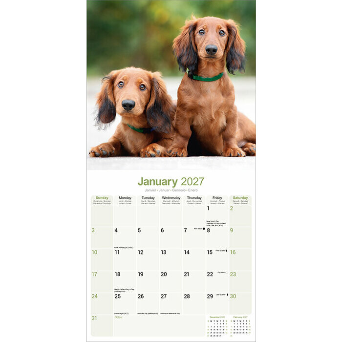 Calendrier Mural 2027 Teckel Poil Lisse Poil Long Calendrier Mural 2027 Teckel