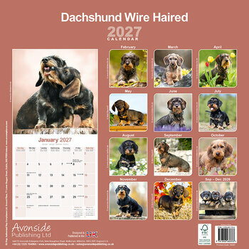 Calendrier 2027 Teckel Poil Dur