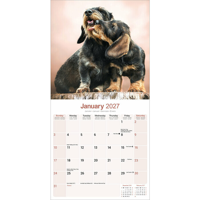 Calendrier 2027 Teckel Poil Dur Calendrier Mural 2027 Teckel dur