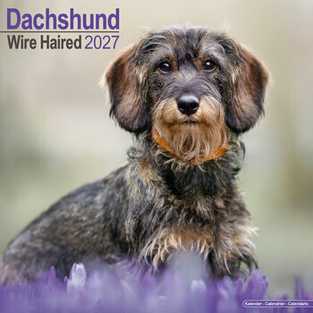 Calendrier 2027 Teckel Poil Dur