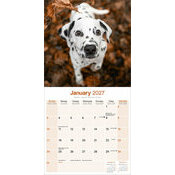 Calendrier 2027 Dalmatien Calendrier Papier 2027 Dalmatien