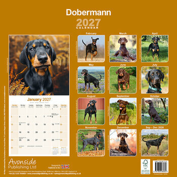 Calendrier 2027 Dobermann
