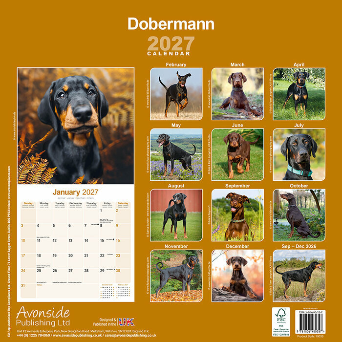 Calendrier 2027 Doberman