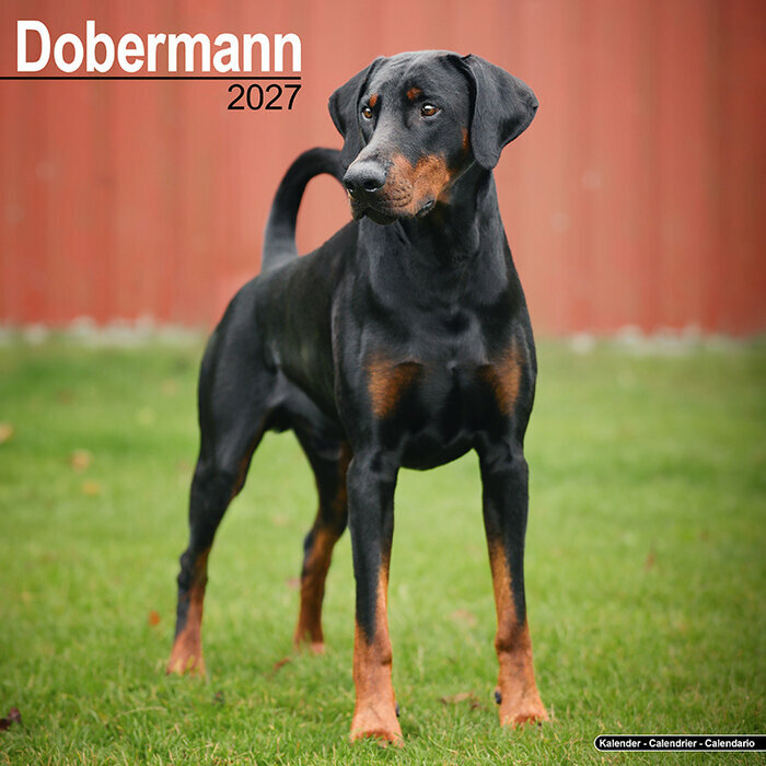 Calendrier Mural 2027 Doberman 