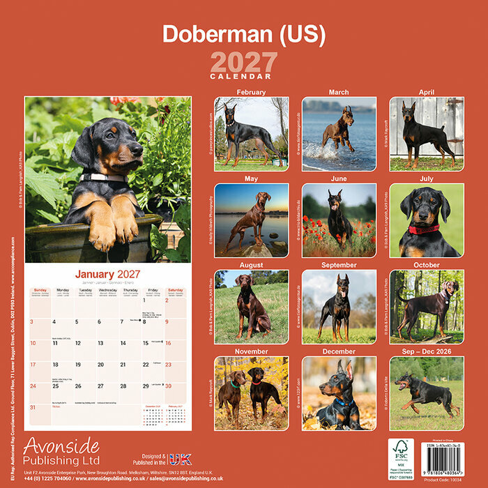 Calendrier 2027 Dobermann Oreilles Coupées Calendrier 2027 Doberman oreilles coupées
