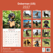 Calendrier 2027 Dobermann Oreilles Coupées Calendrier 2027 Doberman oreilles coupées