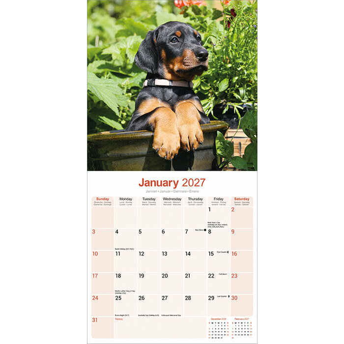 Calendrier 2027 Dobermann Oreilles Coupées Calendrier papier 2027 Doberman oreilles coupées