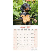 Calendrier 2027 Dobermann Oreilles Coupées Calendrier papier 2027 Doberman oreilles coupées