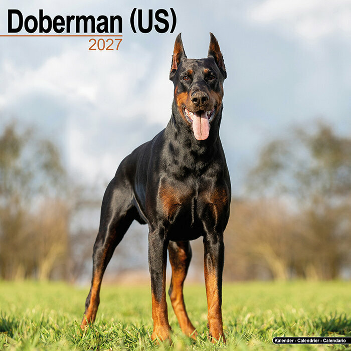 Calendrier 2027 Dobermann Oreilles Coupées Calendrier Mural 2027 Doberman oreilles coupées