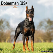 Calendrier 2027 Dobermann Oreilles Coupées Calendrier Mural 2027 Doberman oreilles coupées