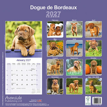 Calendrier 2027 Dogue de Bordeaux
