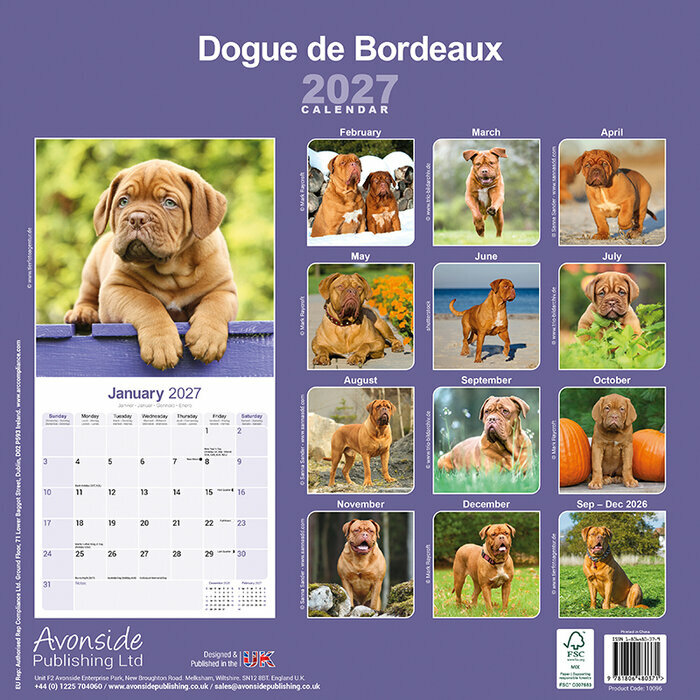 Calendrier 2027 Dogue de Bordeaux Calendrier Papier 2027 Dogue de Bordeaux