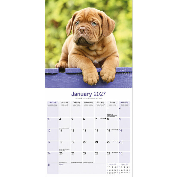 Calendrier 2027 Dogue de Bordeaux Calendrier 2027 Dogue de Bordeaux