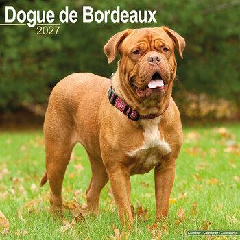 Calendrier 2027 Dogue de Bordeaux