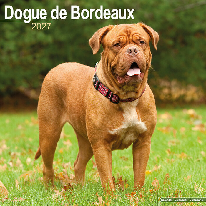 Calendrier 2027 Dogue de Bordeaux Calendrier Mural 2027 Dogue de Bordeaux