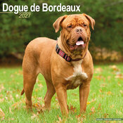 Calendrier 2027 Dogue de Bordeaux Calendrier Mural 2027 Dogue de Bordeaux