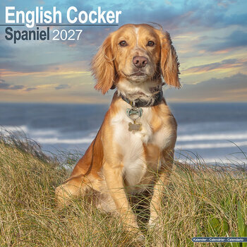 Calendrier 2027 Cocker Anglais