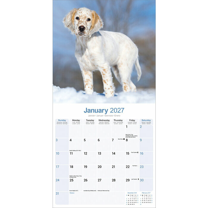 Calendrier 2027 Setter Anglais Calendrier 2027 Setter anglais