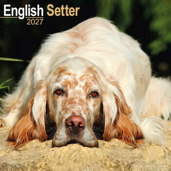 Calendrier 2027 Setter Anglais