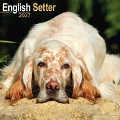 Calendrier 2027 Setter Anglais Calendrier Mural 2027 Setter anglais