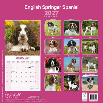 Calendrier 2027 English Springer Spaniel