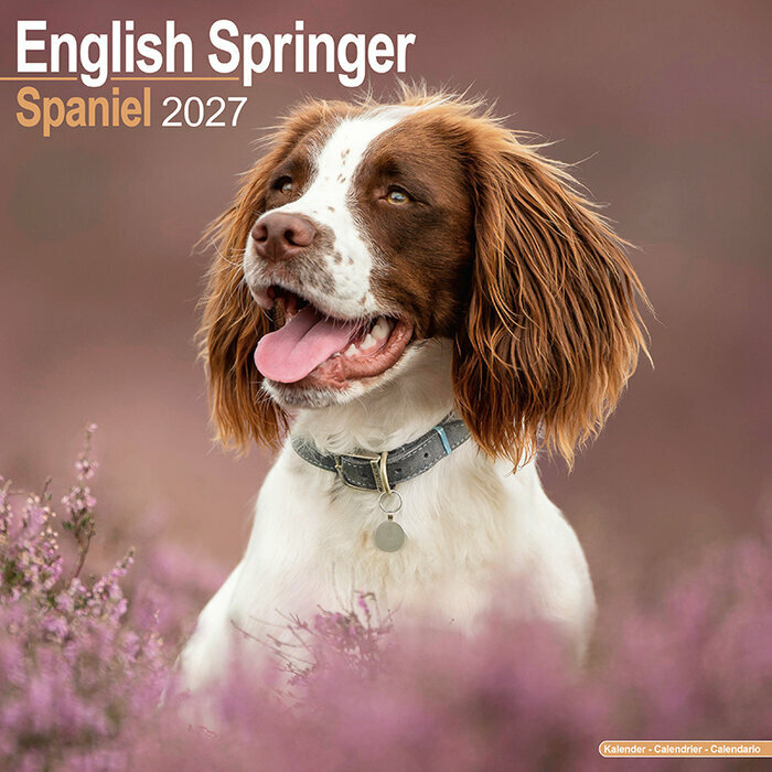 Calendrier 2027 English Springer Spaniel Calendrier Mural 2027 Englisg Springer Spaniel