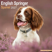 Calendrier 2027 English Springer Spaniel Calendrier Mural 2027 Englisg Springer Spaniel
