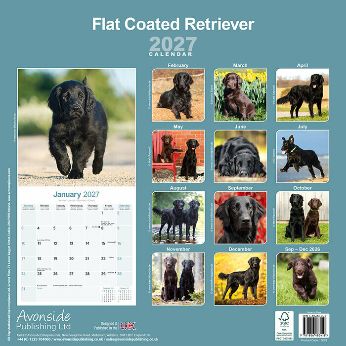 Calendrier 2027 Flat Coated Retriever Calendrier 2027 Flat coated