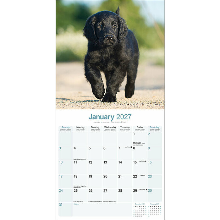 Calendrier 2027 Flat Coated Retriever Calendrier papier 2027 Flat coated