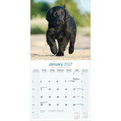 Calendrier 2027 Flat Coated Retriever Calendrier papier 2027 Flat coated
