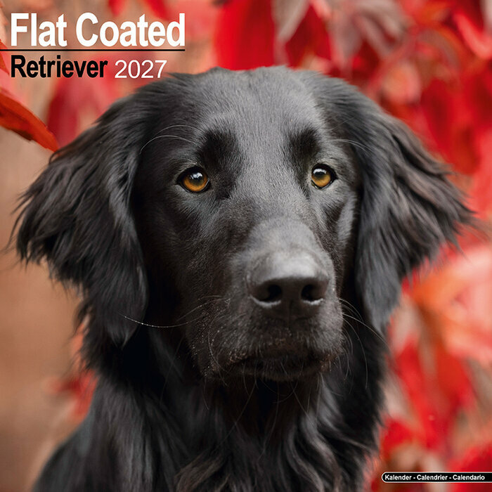 Calendrier 2027 Flat Coated Retriever Calendrier Mural 2027 Flat coated