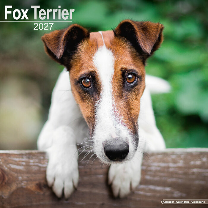 Calendrier Mural 2027 Fox terrier