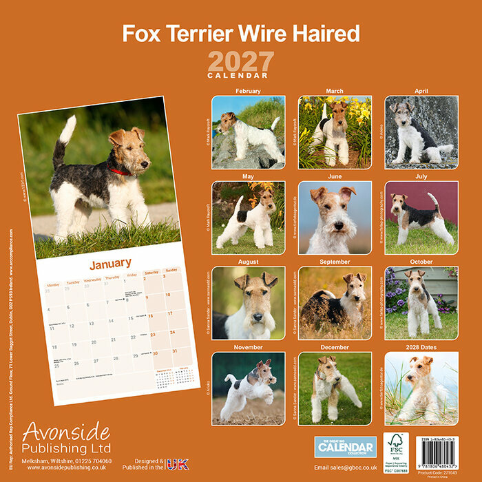 Calendrier papier 2027 Fox terrier Poil Dur