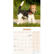 Calendrier 2027 Fox terrier Poil Dur