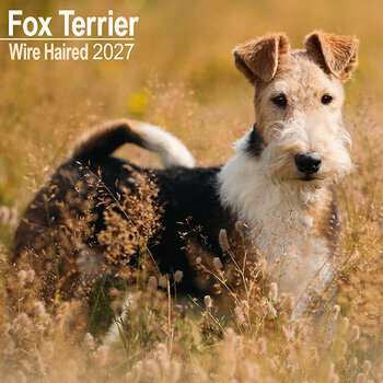 Calendrier 2027 Fox Terrier Poil Dur