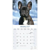Calendrier 2027 Bouledogue Français Calendrier 2027 Bouledogue français